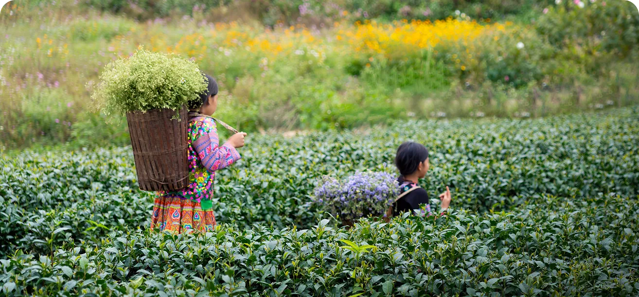 Darjeeling